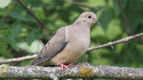 bird   month mourning dove
