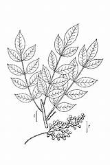 Poison Ivy Plant Drawing Getdrawings sketch template