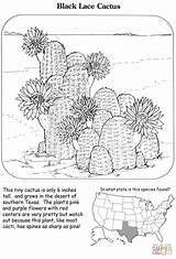 Coloring Pages Cactus Lace sketch template