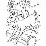 Deer Coloring Pages Sambar Buck Whitetail Color Top Designlooter Ones Little Tailed 34kb 230px Getcolorings sketch template