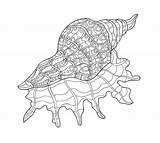 Conchas Colorear Marinas Shells Dibujos Seashells sketch template