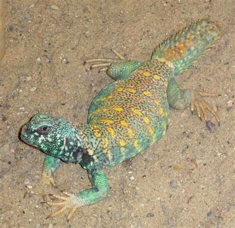uromastyx ornata facts  pictures reptile fact