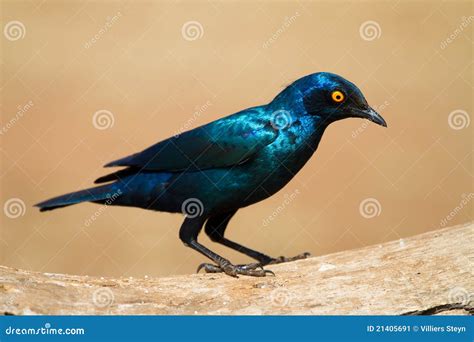 glossy starling stock image image  sunny depth africa