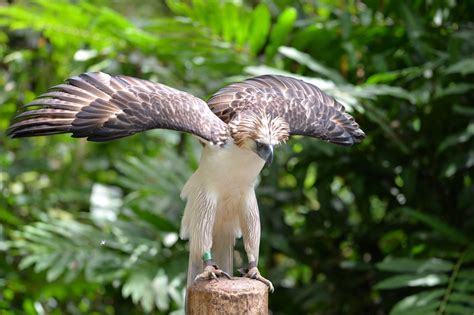 sanctuary offers hope  endangered philippine eagle abs cbn news