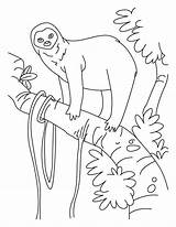 Sloth Kolorowanki Leniwce Faultier Leniwiec Kategorien Q1 sketch template