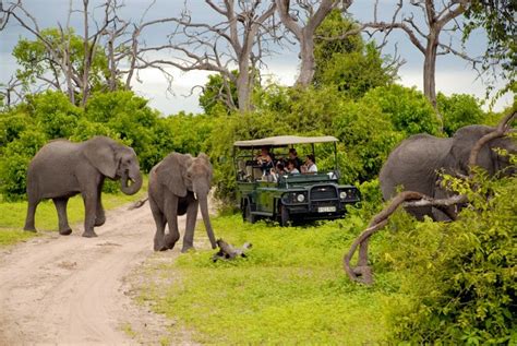 Namibia Vs Botswana Discover Africa Safaris