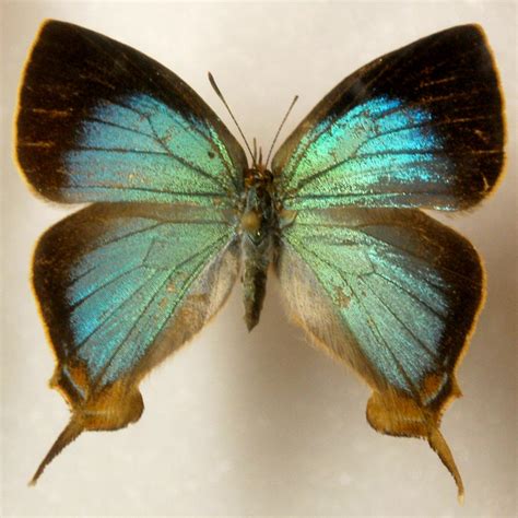 butterfly specimen   chamberstock  deviantart