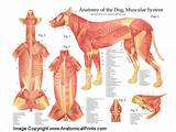 Photos of Abdominal Muscle Anatomy