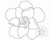 Gardenia Flower Drawing Coloring Sketch Flowers Templates Paintingvalley Sketches Getdrawings sketch template