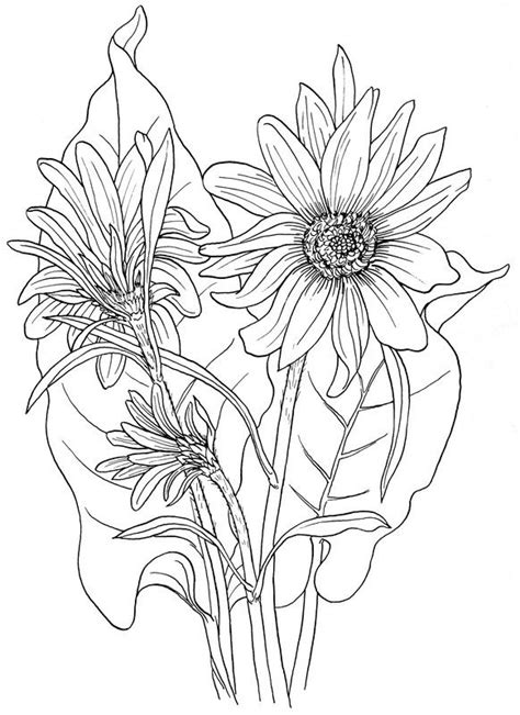 balsam root coloring page butterfly coloring page coloring books