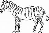 Zebra Coloring Pages Animal Print sketch template