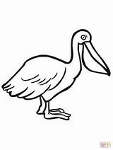 Pelican Coloring Pages Seabird Brown Printable Spoonbill Drawing Roseate Pelicans Color Online Bird Birds Kids Supercoloring Animal Clipart Clipartbest Drawings sketch template