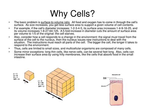cells powerpoint    id
