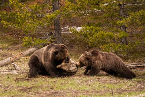 photographer captures images  large male grizzly killing  bear
