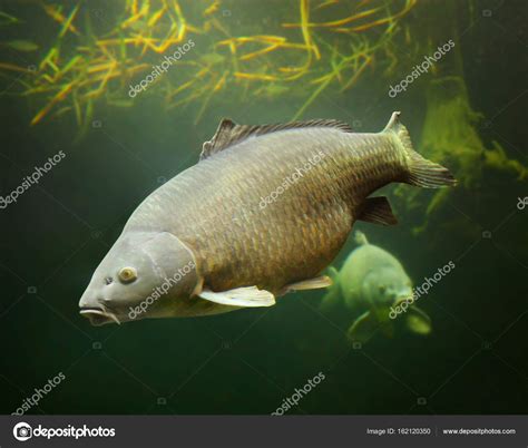 common carp underwater stock photo  vladvitek