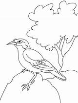 Coloring Myna Common Pages Rock Bird Indian Sitting Cute Colouring Designlooter Drawings Kids Library Mynah Comments 556px Codes Insertion sketch template