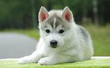 Puppy husky Wallpapers Pictures Photos Images