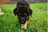 Pictures of Training German Shepherd Puppy