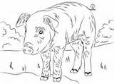 Coloring Pig Pages Cute Piglet sketch template