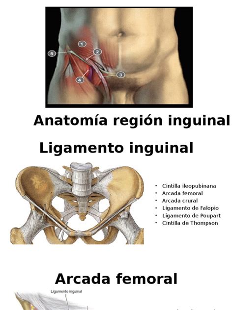 anatomia region inguinal