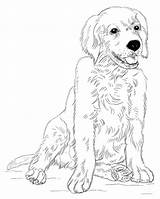 Retriever Golden Coloring Pages Puppy Printable Drawing Puppies Dog Draw Lab Sitting Print Color Kids Clipart Retrievers Sheets Dogs Drawings sketch template