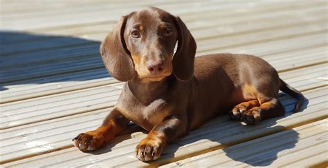 dachshund dog breed information  ultimate guide breed advisor