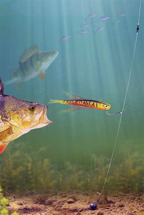 lure fishing tips  style retrieve    perch julian chidgey angling times