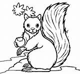 Colorear Ardilla Esquilo Esquirol Scoiattolo Esquilos Dibuixos Bosque Ardillas Comendo Bolota Squirrel Dibuix Acolore Stampare Animali Bonito sketch template