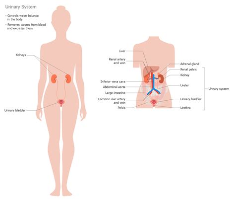 human anatomy urinary system  human anatomy