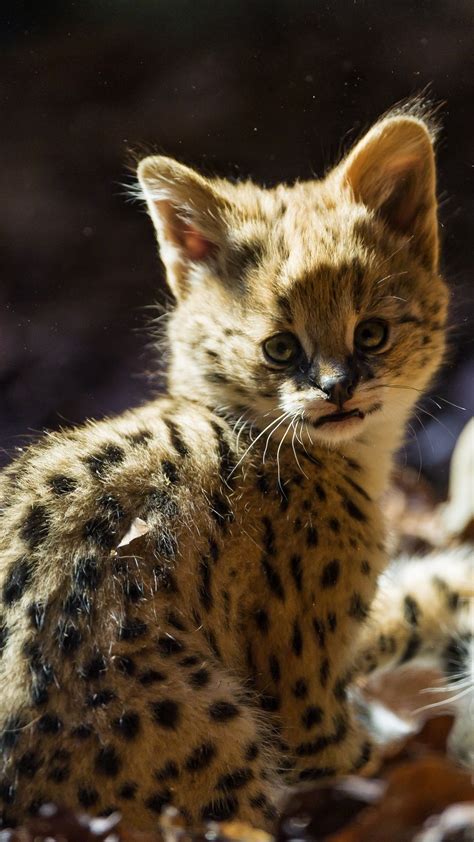 Serval Cat Kitten Iphone 6 6s Plus Wallpaper 1080x1920 Serval Cats