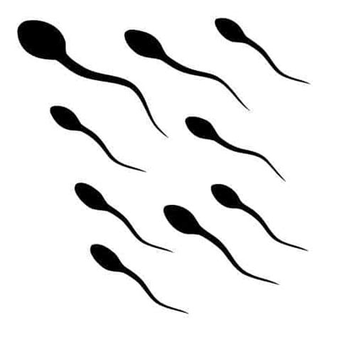 spermatozoa clip art improve the taste of your semen