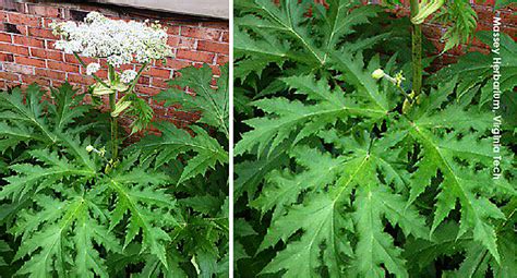 dangerous hogweed plant found in virginia