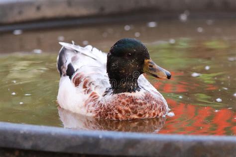 28 978 ducks swimming photos free and royalty free stock