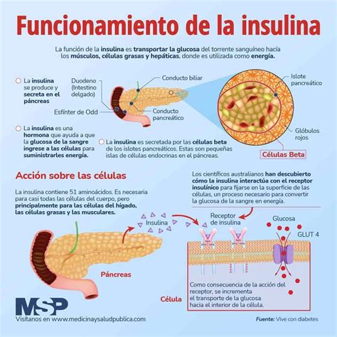 funcionamiento de la insulina infografia