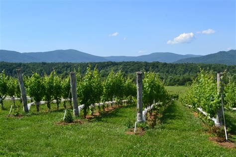 king family vineyards   spend  weekend  charlottesville