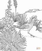 Coloring Roadrunner Pages Yucca Mexico Printable Bird Flower State Animals Birds Adult Color Book Drawing Printables Greater Cactus Mexican Sheet sketch template