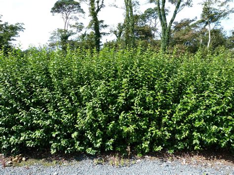 33 green privet hedging plants ligustrum hedge 40 60cm dense evergreen big pots ebay