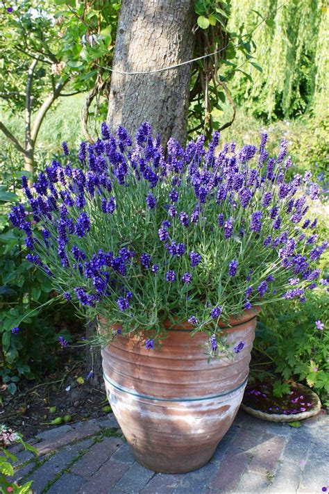 lavender plants lavender garden container gardening