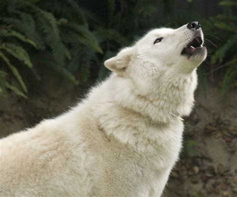 arctic wolf  life  animals