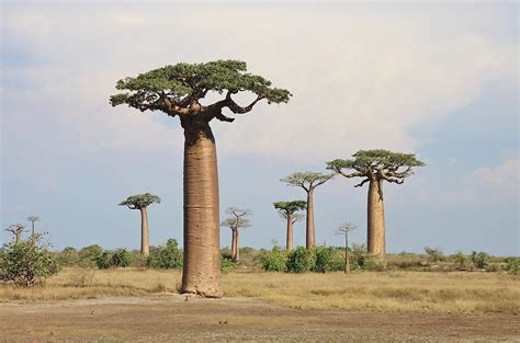 the species of baobab trees worldatlas