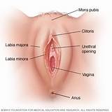 Photos of Different Vulva Types