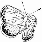 Butterfly Coloring Pages Life Printable Moth Cycle Pindi Blue Drawing Designlooter Getdrawings Color Kids Books Karner sketch template