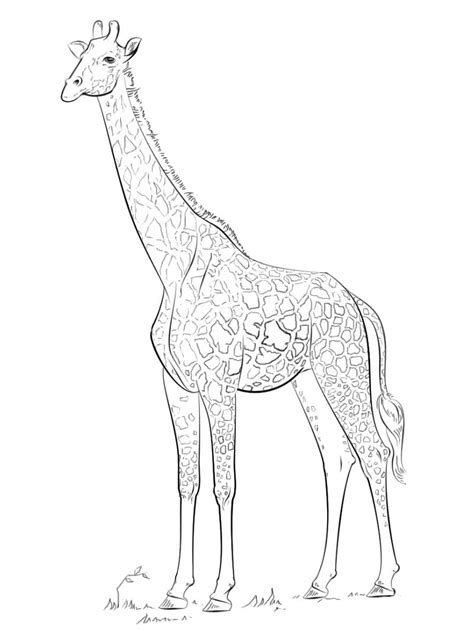 giraffe coloring page  printable coloring pages  kids