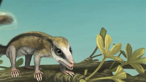 bbc earth early mammal fossils reveal remarkable diversity