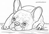 Cani Animali Portalebambini Difficili Bulldog Komputer sketch template