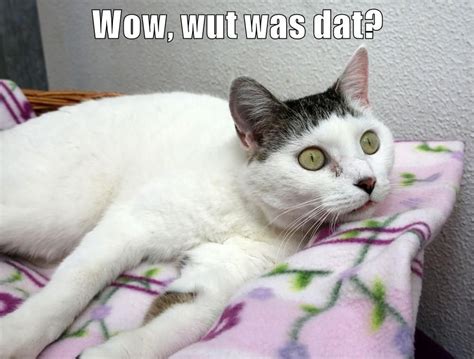 Wow Wut Was Dat Funny Cat Pictures Funny Cats Funny Cat Videos
