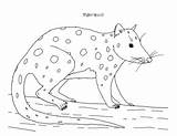 Quoll Line Spotted Tail Coloring Pages Tiger Drawing These Teacherspayteachers Realistic Feature sketch template