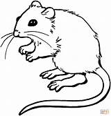 Mouse Coloring Pages Mice Printable Cute Color Gif Drawing sketch template