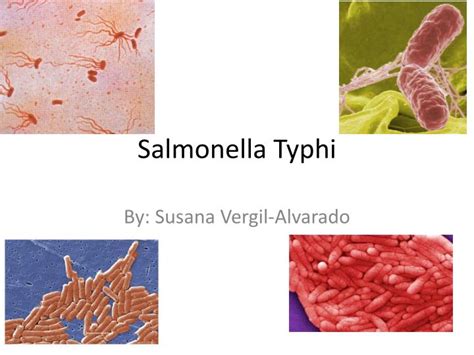 salmonella typhi powerpoint    id