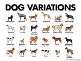 Types Of Different Dogs Photos